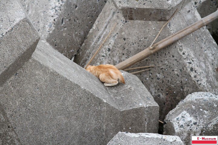 玄界島の猫